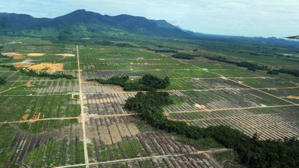 La déforestation et la destruction des tourbières sont responsables de 85 % des émissions de gaz à effet de serre.
	  (AFP PHOTO/ ROMEO GACAD)