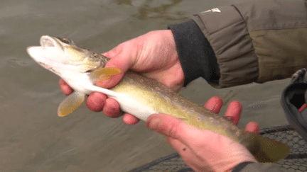 Pêche : la saison de la truite a commencée