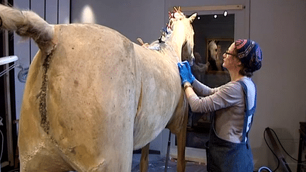 Grâce au internautes, la restauration de Vizir, le dernier cheval de Napoléon,  a débuté aux Invalides
 (culturebox)