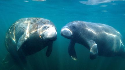 &nbsp; (Deux lamantins dans les eaux du Golfe du Mexique. © MaxPPP /)