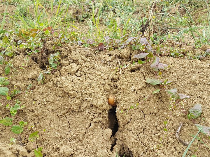 L'exploitation de Jean-Louis Marty, à Verlhac-Tescou (Tarn-et-Garonne), est touchée par la sécheresse en cette fin juillet 2019. (ILAN CARO / FRANCEINFO.FR)