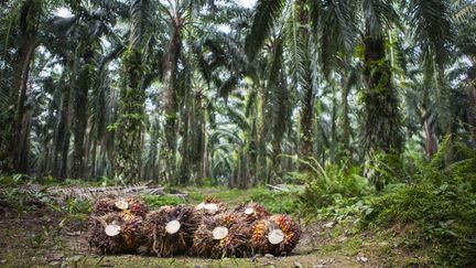 Des noix de palme, près de&nbsp;Bukit Lawang (Indonésie), le 1er février 2018. (ANTOINE BOUREAU / PHOTONONSTOP / AFP)