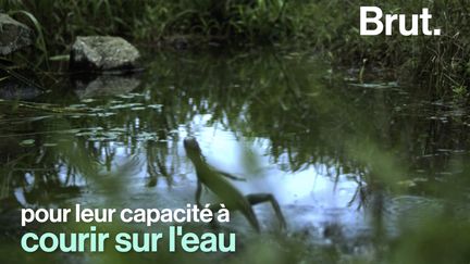 Plus fort que Jésus, le lézard basilic peut même courir sur l'eau.