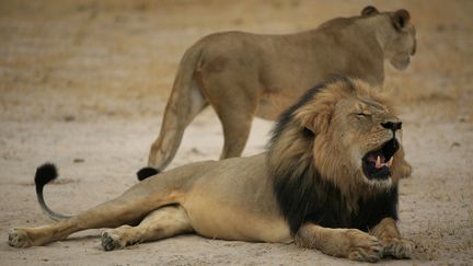 Cecil le lion, le 21 octobre 2012, dans le parc national Hwange, au Zimbabwe. (ZIMBABWE NATIONAL PARKS / AFP)