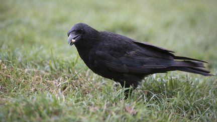 Le corbeau est-il l'animal le plus intelligent après l'homme ? Des études se penchent de près sur le cerveau de ce volatile, qui a colonisé la planète entière. (ALEXIS SCIARD  / MAXPPP)