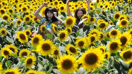 Festival des tournesols &agrave; Zama (Japon), le 31 juillet 2012. (TORU YAMANAKA / AFP)