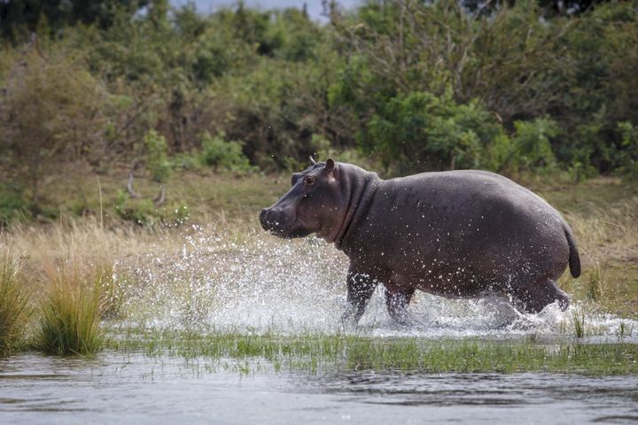 Le parc national du bas Zambèze est un site exceptionnel de conservatioin des grands animaux sauvages. Jusqu'en 1983, c'était un parc à l'usage exclusif du président de la Zambie. (ROGER DE LA HARPE / BIOSPHOTO)