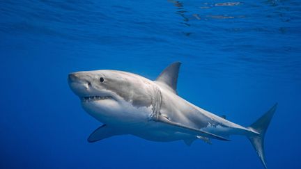 Un grand requin blanc au large du Mexique. Photo d'illustration. (CHRIS GILLETTE / MEDIADRUMWORLD.COM / MAXPPP)