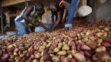 mais seules sont cultivées la cola acuminata et la cola nitida. Un arbre peut atteindre quinze mètres de haut. Les noix les plus répandues, blanches et rouges, proviennent principalement du Cola nitida.  (Sia Kambou / AFP)