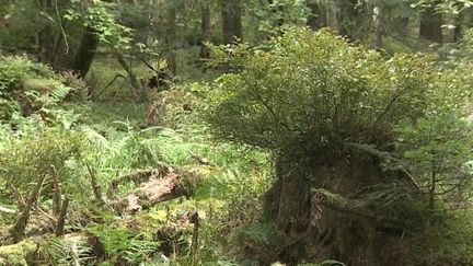 Allier : une forêt sanctuarisée pour sa préservation