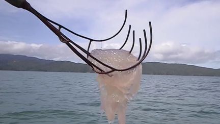 Thaïlande : la méduse, nouvelle star des assiettes et espoir des pêcheurs&nbsp; (Capture d'écran France 2)