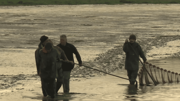 Dombes : des pêcheurs pratiquent la traditionnelle pêche d'étang