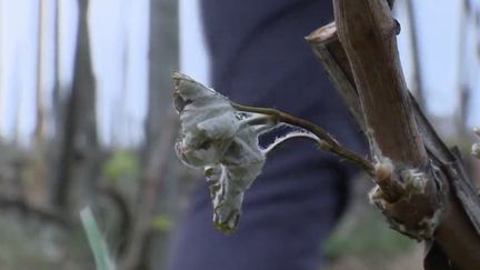 Vallée du Rhône : les viticulteurs continuent de constater les pertes à cause du gel