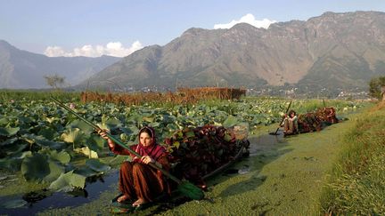 Des femmes cachemiris reviennent d'une collecte de feuilles de lotus sur le lac Dal &agrave; Srinagar (Inde), le 3 septembre 2012. (MUKHTAR KHAN / AP / SIPA)