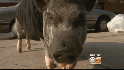 Capture d'&eacute;cran du reportage sur le cochon de th&eacute;rapie Wilbur &agrave; New York (Etats-Unis), le 1er juillet 2014. (CBS NEWS NEW YORK)