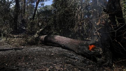 Un arbre en flammes lors d'un incendie dans la forêt de La Teste-de-Buch (Gironde) le 13 juillet 2022. Photo d'iullustration. (THIBAUD MORITZ / AFP)