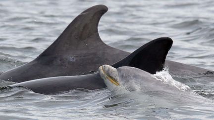 &nbsp; (Les militants de Sea Shepherd tentaient de secourir 33 dauphins-pilotes pris dans les filets de pêcheurs © Richard Austin/REX/REX/SIPA)