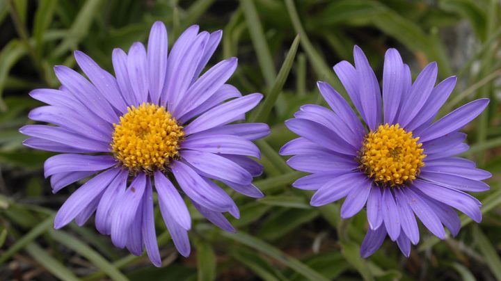 L'Aster des Pyr&eacute;n&eacute;es. (AFP)