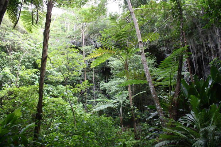 Une impression de forêt amazonienne en plein Pacifique! (Ici, l'intérieur de l'île des Pins). "&nbsp;Un moment donné, il y a un enracinement. " (Emmanuel Langlois)