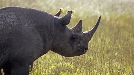 Kenya : comment les rhinocéros noirs sont protégés du braconnage