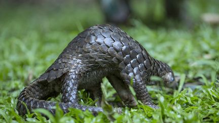 Un pangolin en Thaïlande&nbsp; (YINGBOON CHONGSOMCHAI/ZSL/COVER /SIPA / COVER IMAGES)