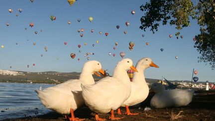 Des oies profitent du dernier jour du festival international de montgolfi&egrave;res &agrave; Leon (Mexique), le 18 novembre 2013. (MARIO ARMAS / AP / SIPA)