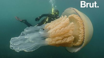 Presque aussi grande qu'un humain. C'est une immense méduse qui a pu être approchée par deux plongeurs dans la Manche, au large du Royaume-Uni.