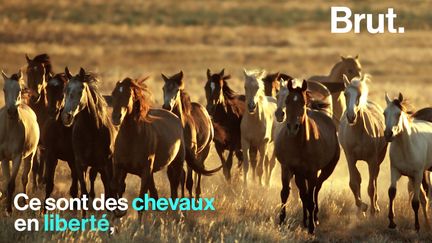 Symbole de pouvoir pour certains, moyen de locomotion pour d'autres, domestiqué ou en totale liberté... Tour d'horizon sur la place qu'occupe le cheval à travers le monde.