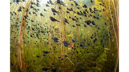 Le Grand prix 2024 (adultes) du concours Wildlife Photographer of the Year vient récompenser cette image : sous des nénuphars qui affleurent à la surface nagent des têtards d'une espèce locale de batracien, le crapaud boréal. Le photographe Shane Gross (Canada) a fait de la plongée en apnée dans le lac pendant plusieurs heures, à travers des tapis de nénuphars, afin de ne pas perturber les fines couches de limon et d'algues recouvrant le fond du lac, ce qui aurait réduit la visibilité. La photo a été prise au lac Cedar, sur l'île de Vancouver, en Colombie-Britannique. (SHANE GROSS / WILDLIFE PHOTOGRAPHER OF THE YEAR 2024 / NHM)