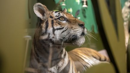 Au cœur de la jungle indienne au Muséum d'histoire naturelle de Bordeaux. (FRÉDÉRIC DEVAL / Muséum d'histoire naturelle de Bordeaux)