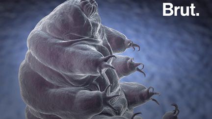 Les tardigrades sont les animaux "les plus indestructibles" de la planète.