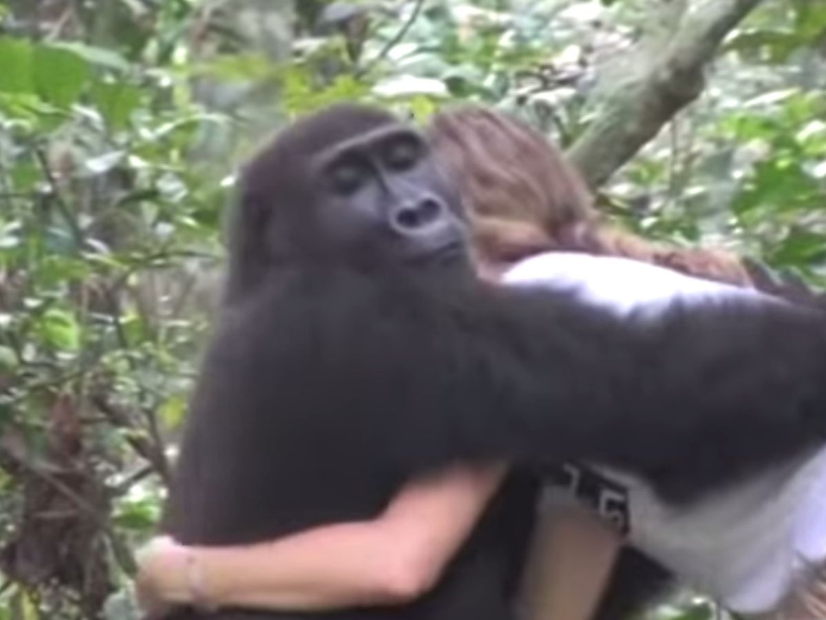 Accouplement d'une femme avec un gorille (70) фото