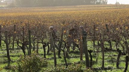 Vignobles : les producteurs de cognac résistent à la crise sanitaire