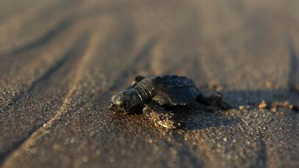 Une jeune tortue oliv&acirc;tre gagne l'eau sur la plage de San Diego, au Salvador, le 20 novembre 2010. (JOSE CABEZAS / AFP)