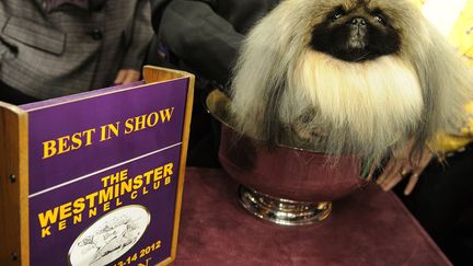 Cette ann&eacute;e, c'est Malachy, un p&eacute;kinois de 4 ans qui a remport&eacute; le &laquo;Best in show&raquo;. (TIMOTHY A. CLARY / AFP)