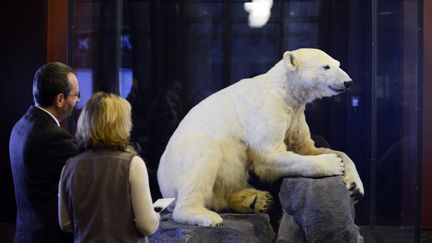 L'ours Knut a d&eacute;sormais sa statue au Mus&eacute;um d'histoire naturelle de Berlin (Allemagne), le 16 f&eacute;vrier 2013. (JOHN MACDOUGALL / AFP)