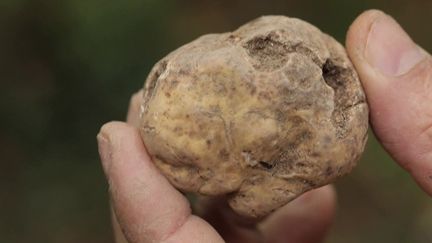 Récoltes d'automne : la chasse aux truffes, une institution en Italie (FRANCE 2)