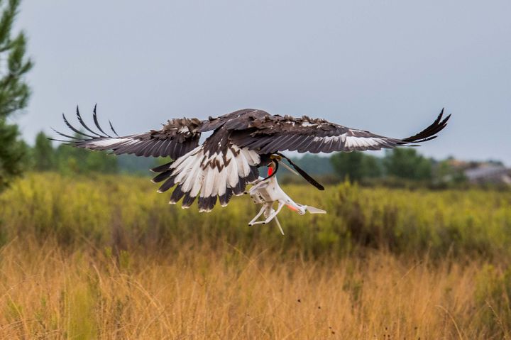 Le taux de réussite est très élevé. Les aigles royaux prennent les drones pour des gibiers et les interceptent à la demande des fauconniers. (CAPORAL-CHEF SUHAS DAVID / ARMÉE DE L'AIR)