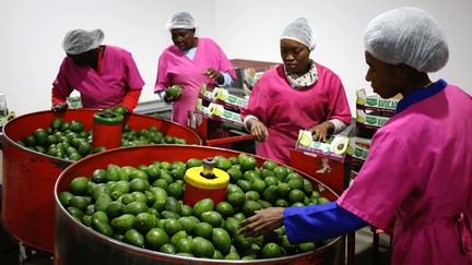 La production d'avocats sud-africains est estimée à 125.000 tonnes pour l'année 2018, en hausse de 8.000 tonnes par rapport à 2017. 50% de la récolte seront exportés. La culture de l'avocat en Afrique du Sud s'étend sur 17.000 hectares, répartis sur les provinces de Limpopo et de Mpumalanga, à 82 km au nord de la frontière avec le Swaziland. Le secteur emploie près de 8.200 travailleurs permanents et 7.300 saisonniers. (Siphiwe SIBEKO / REUTERS)