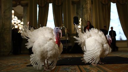 Les traditionnelles dindes de Thanksgiving à la Maison Blanche, le 22 novembre 2016. (WIN MCNAMEE / GETTY IMAGES NORTH AMERICA)