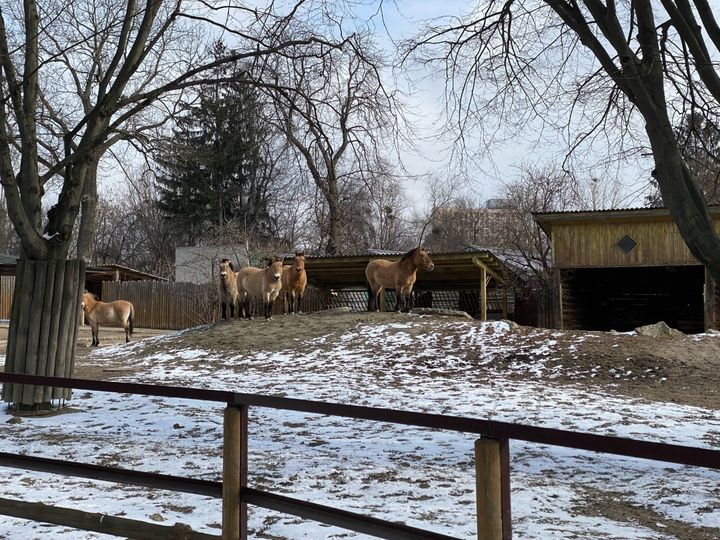 Horses in Kiev Zoo can go outside for a few minutes a day.  (BORIS LOUMAGNE / RADIO FRANCE)