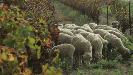 Agriculture : l’agro-écologie, une méthode qui préserve l’environnement