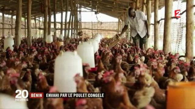 élevage de poulets bicyclette au bénin