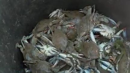 Pyrénées-Orientales : à Canet, la prolifération de crabes bleus est un cauchemar pour les pêcheurs d'anguilles