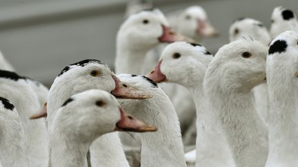 Des canards dans un élevage à&nbsp;Bourriot-Bergonce (Landes), le 22 février 2017. (GEORGES GOBET / AFP)