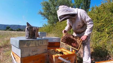 Les producteurs de miel sont inquiets.&nbsp;Avec les températures caniculaires, les abeilles ont souffert.&nbsp;Illustration à&nbsp;Bonnieux, dans le Vaucluse, où la récolte du miel de lavande est divisée par deux cette année. (FRANCE 3)