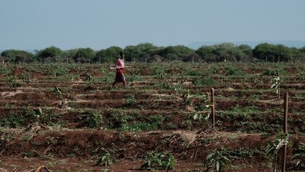 Une plantation d'avocatiers à Kimana, au Kenya, le 2 mars 2021. Photo d'illustration. (YASUYOSHI CHIBA / AFP)