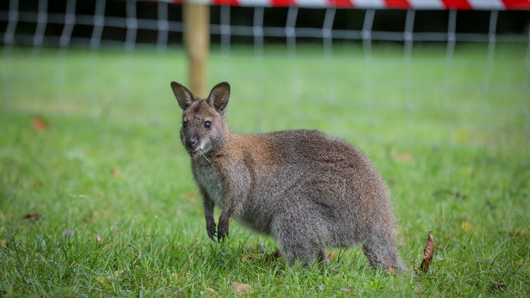 Seine-et-Marne : le wallaby échappé a été capturé après plusieurs jours de recherches