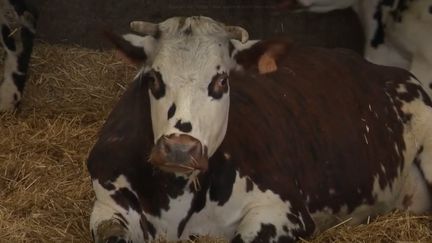 Agriculture : la Normandie subventionne les vaches normandes