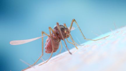 Le paludisme est une maladie transmise par le moustique. (SEBASTIAN KAULITZKI/SCIENCE PHOT / SKX / AFP)